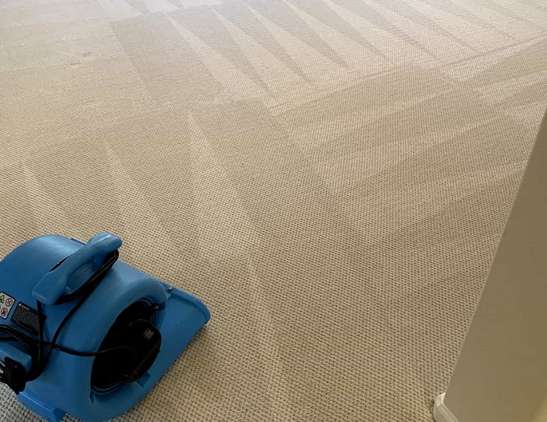 Carpet Cleaning – Century Steam Cleaning